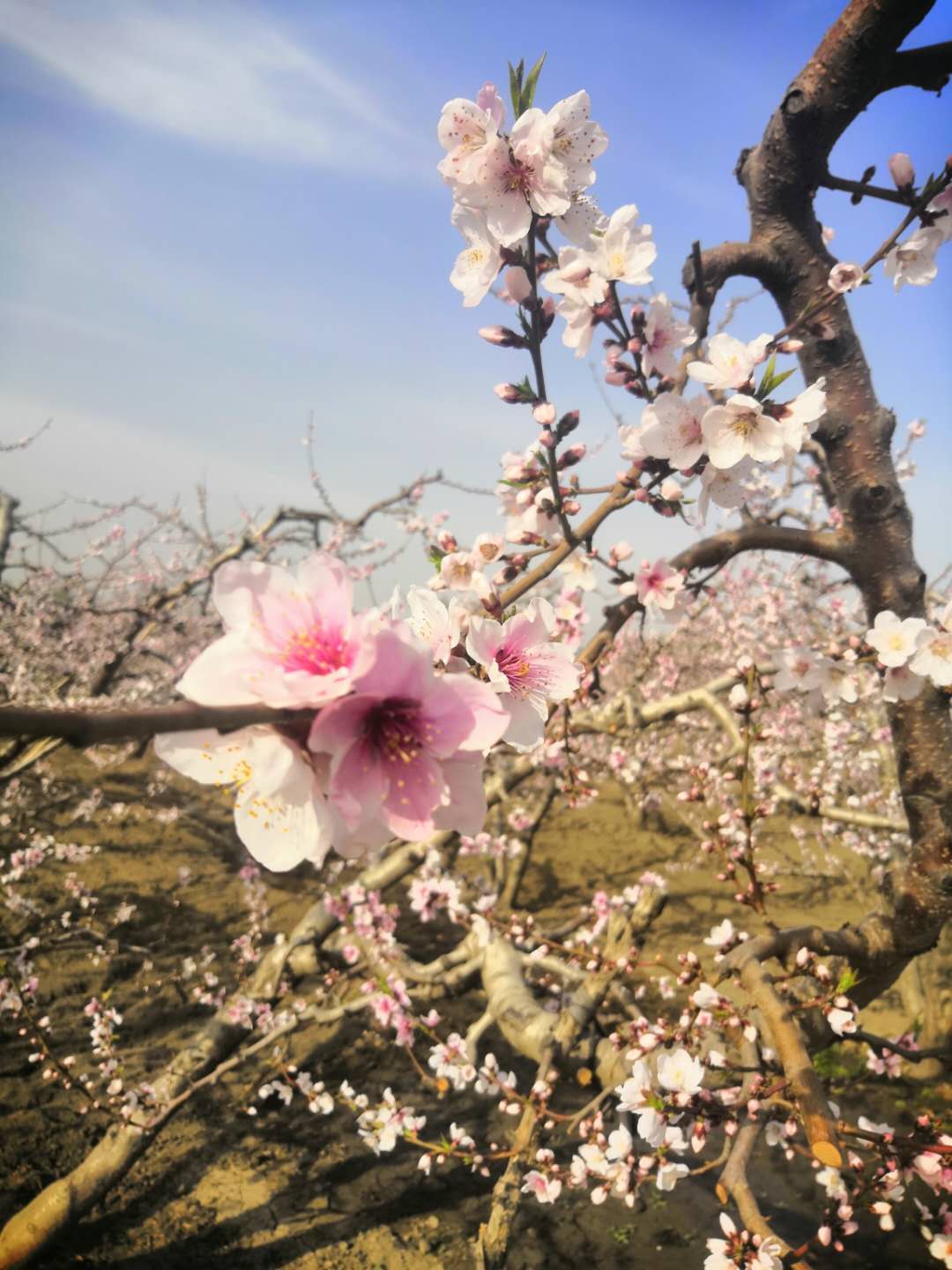 春来